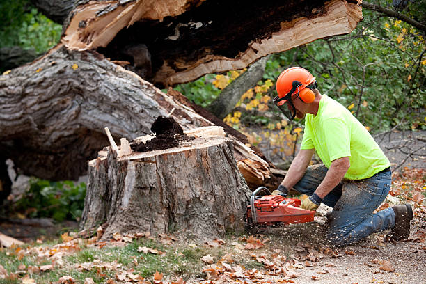 Best Fruit Tree Pruning  in Simsbury Center, CT