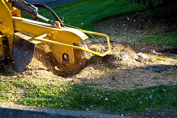 Simsbury Center, CT Tree Care Services Company